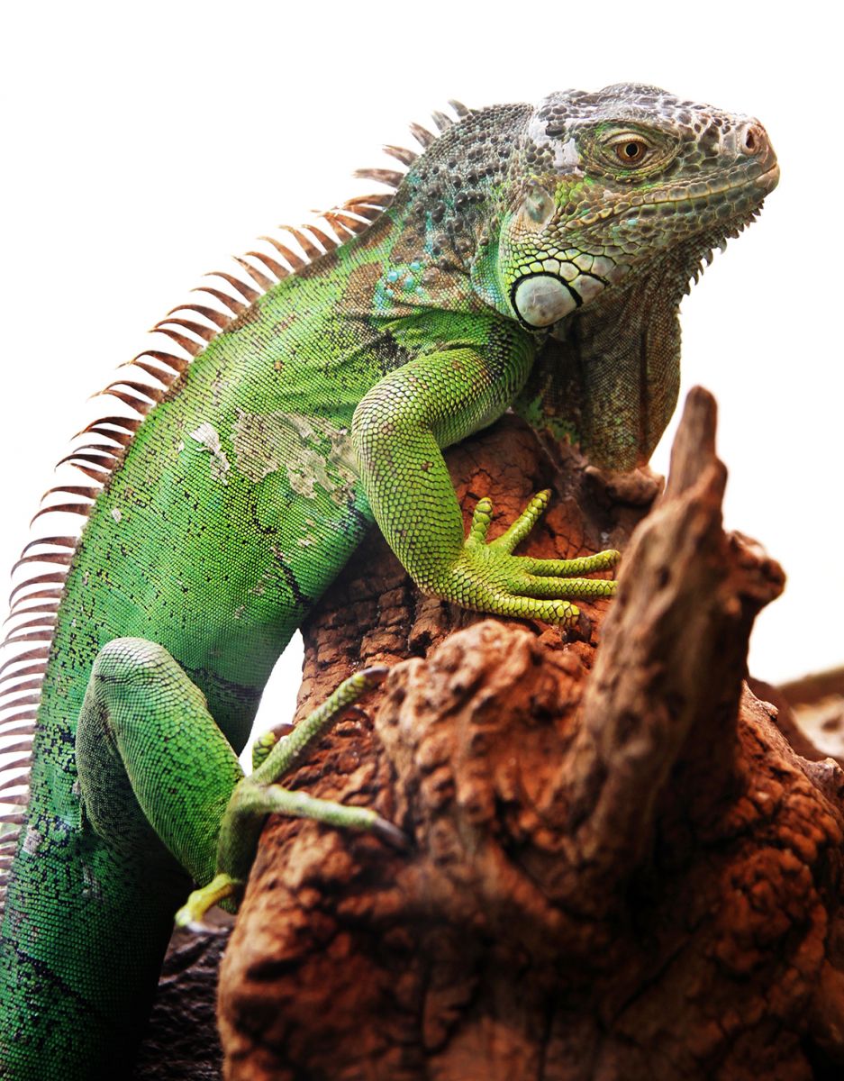 Herp Diets Help Drive Sales